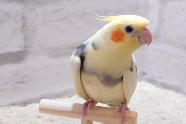 オカメインコ