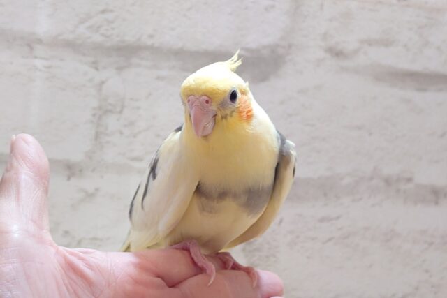 オカメインコ