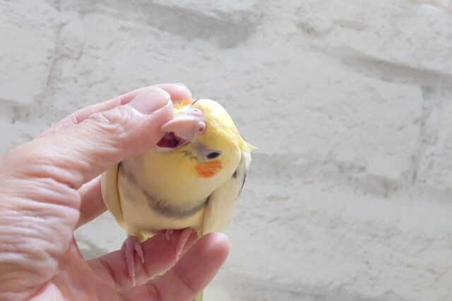 オカメインコ