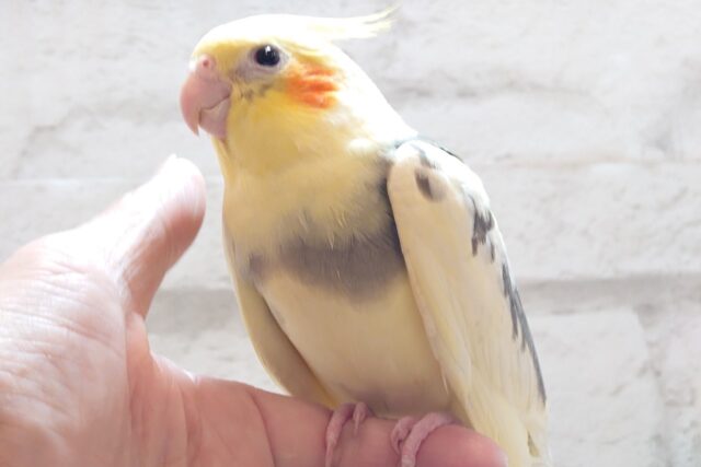 オカメインコ