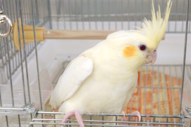 オカメインコ