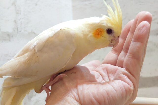 オカメインコ