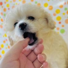 ポメプーのmix犬が来たよ☆彡