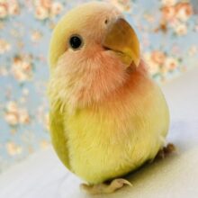 このかわいさは一体全体…( ; ∀ ; )？💫手乗りコザクラインコ(シナモン)🏵️