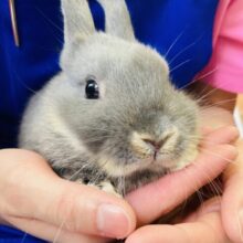 おっとり穏やかうさちゃん🐰❤︎ネザーランドドワーフ(ブルー)🩵🤍
