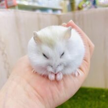 ぷっちんプリン🍮になりたい『プッチー』だよ🍮🍮🍮　イエロープディングハムスター　男の子