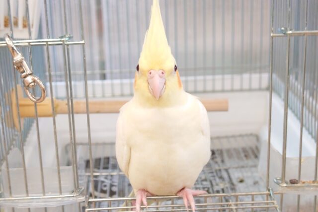 オカメインコ