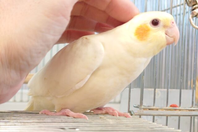 オカメインコ