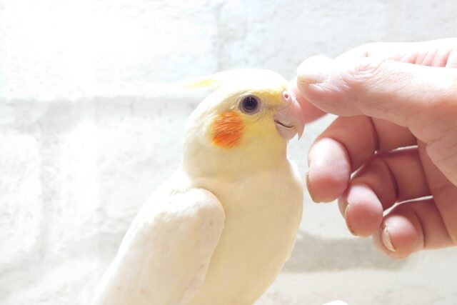 オカメインコ