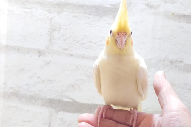 オカメインコ