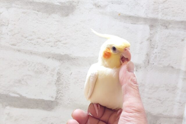 オカメインコ