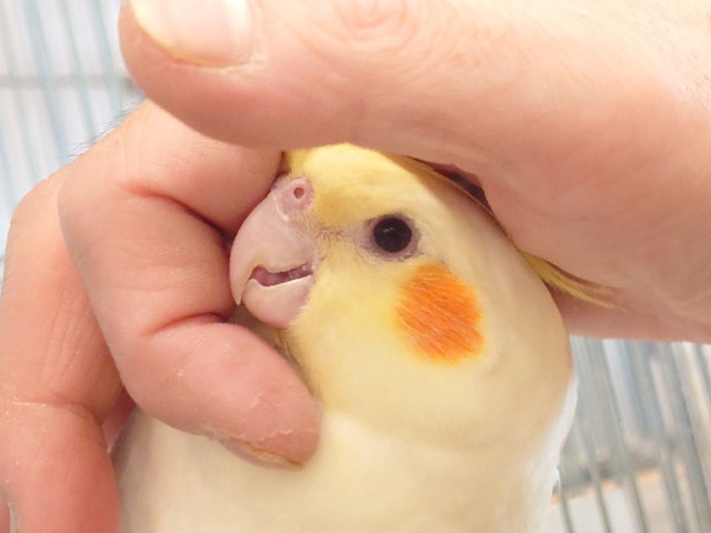 甘えだしたら止まらない♡オカメインコ(ルチノー)