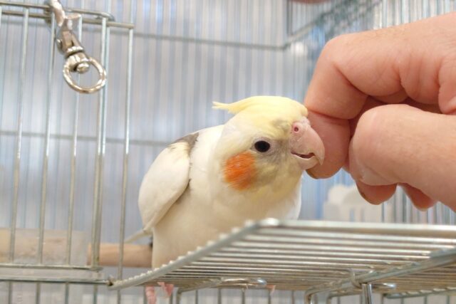 オカメインコ