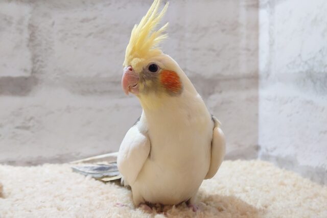 オカメインコ