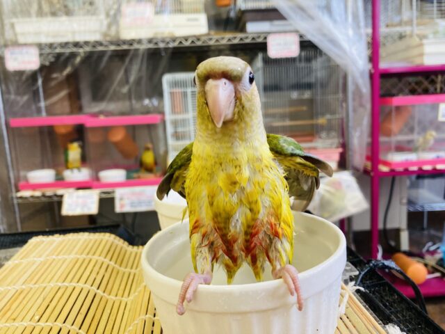 ホオミドリウロコインコ