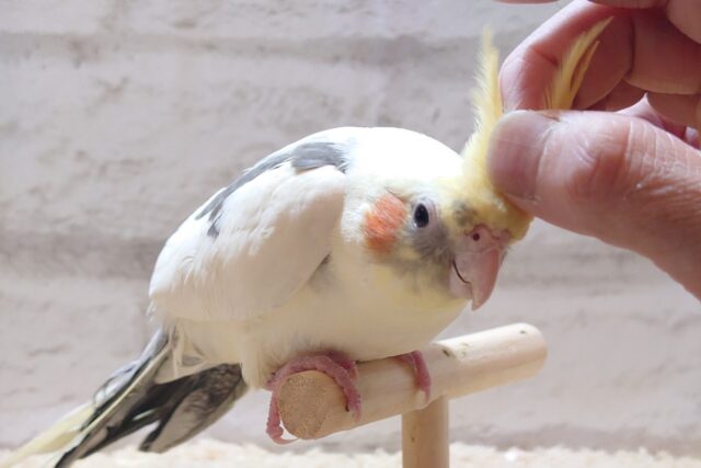 オカメインコ