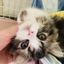 誰もが目を奪われていく★君は完璧で究極のニャンコ☆彡　エキゾチック入舎！