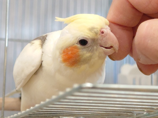 甘やかしが止まりませんっ♡オカメインコ(パイド)