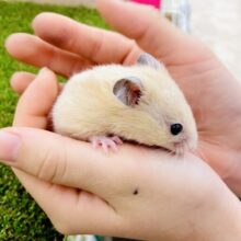 🎀今日は待ち侘びた🎀初お披露目キンクマちゃん🤭　キンクマハムスター　男の子