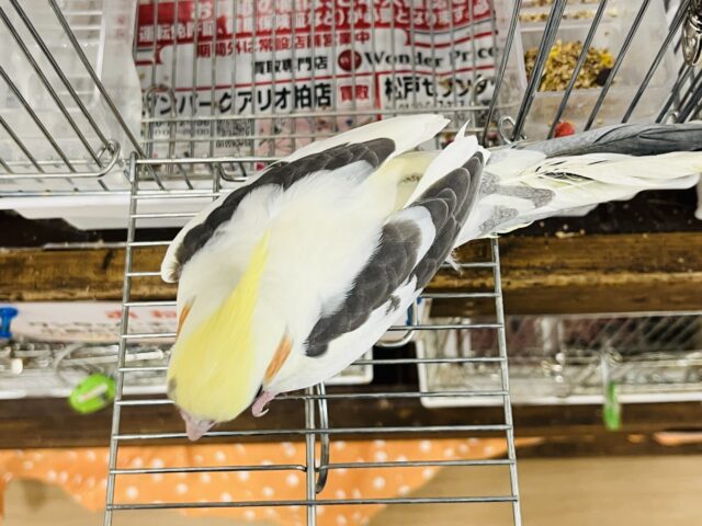 オカメインコ