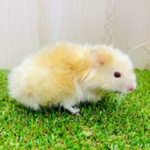 ハムちーキミ一点集中🫶🫶🫶→💓👀　サテンハムスター　男の子