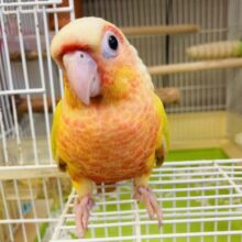 最新画像🌟ﾉﾘﾉﾘだぜ❤️ ꙳  ﾅﾃﾞﾅﾃﾞして~♬手乗りウロコインコさん(サンチーク)