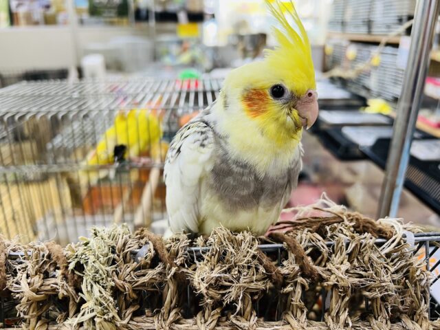 オカメインコ