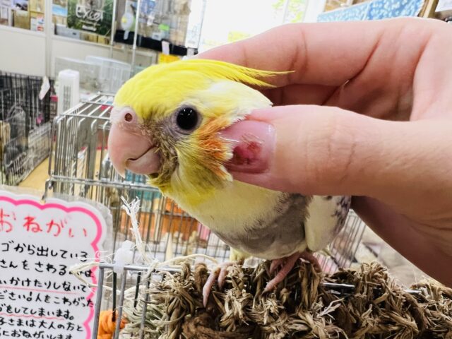 オカメインコ