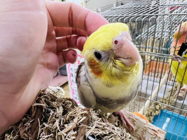 オカメインコ