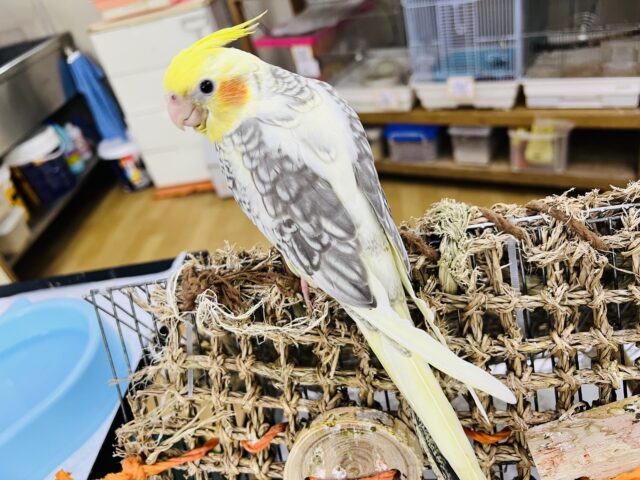 オカメインコ