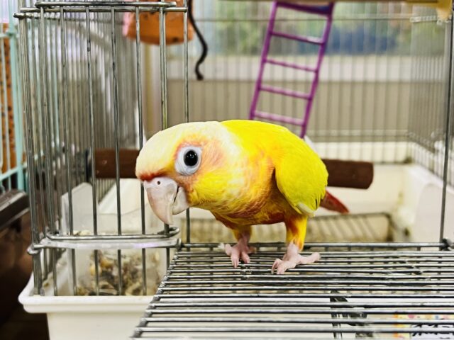 ホオミドリウロコインコ