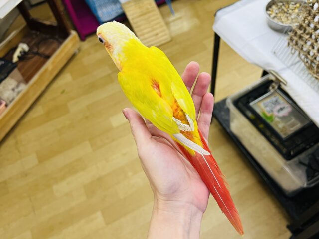 ホオミドリウロコインコ