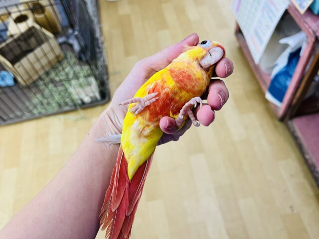 ホオミドリウロコインコ