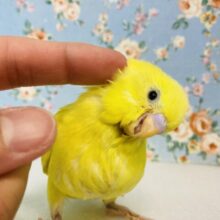輝く美鳥さん💛⋆* 激甘ｷｭｰﾃｨｰｾｷｾｲちゃん🔆