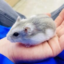 ぺったり。ぷく〜んなハムちー🐹🐹🩵　サファイアブルーハムスター　男の子