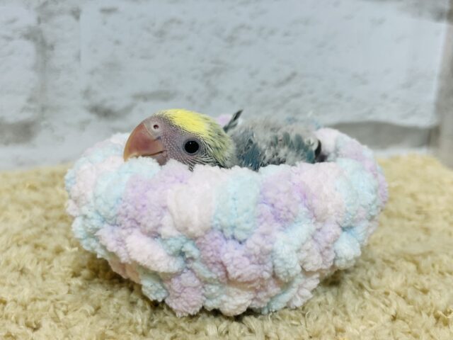 コザクラインコ（小桜インコ）