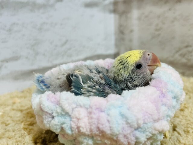 コザクラインコ（小桜インコ）