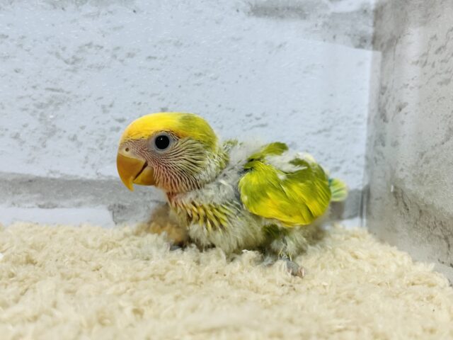 コザクラインコ（小桜インコ）