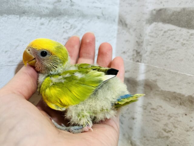 コザクラインコ（小桜インコ）