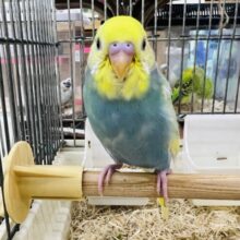画像更新☆パステルレインボーパイドのセキセイインコ入荷その1
