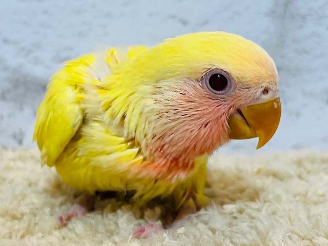 フレッシュ果汁🍋ピンクグレープフルーツ‪☆コザクラインコ(ルチノー) ヒナ