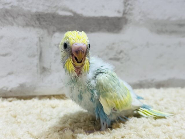 セキセイインコ