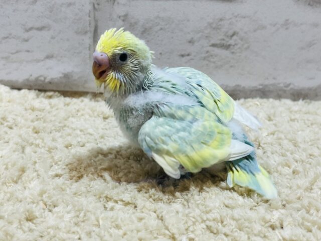 セキセイインコ