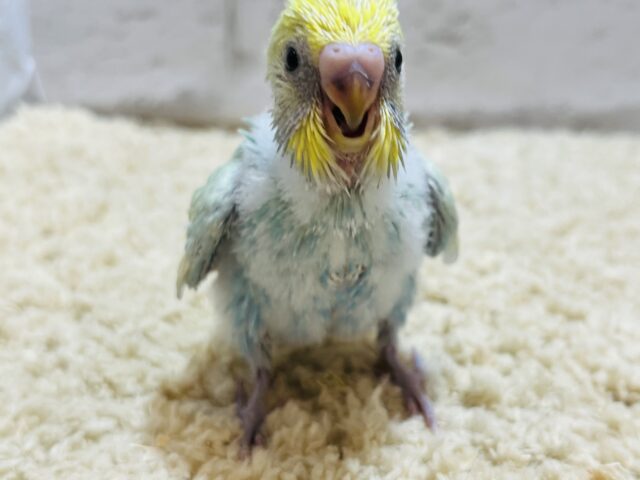 セキセイインコ