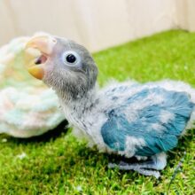 🫧みずみずしく🫧🩵🫧ブルーミング🫧ナウ！　ボタンインコ　ブルー