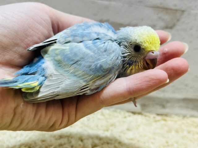 セキセイインコ