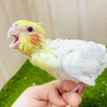 ☀️🌻奔放な眩しさ見せつけていくよ〜🌻☀️ オカメインコ　ルチノー