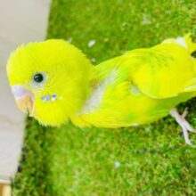 ひよこみたいな日和ちゃん🐤🟢🟡　セキセイインコ　パイド