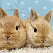 【動画更新🪄】間違い探し🔍姉妹みたいな2匹です♡♡ネザーランドドワーフ(オレンジ) 女の子