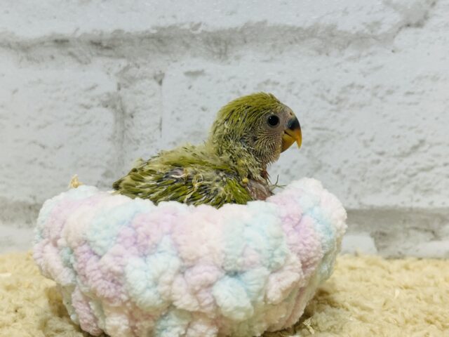 コザクラインコ（小桜インコ）